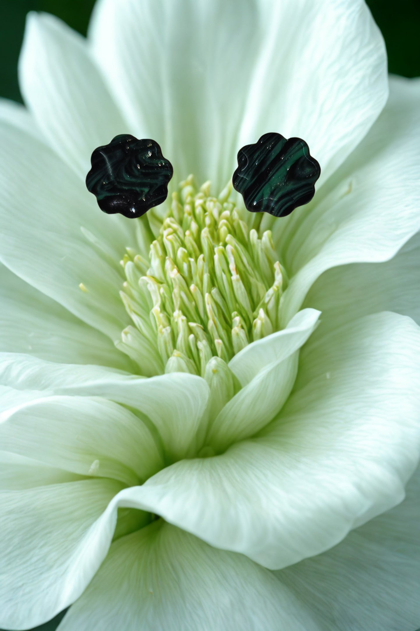 Puce Marguerite