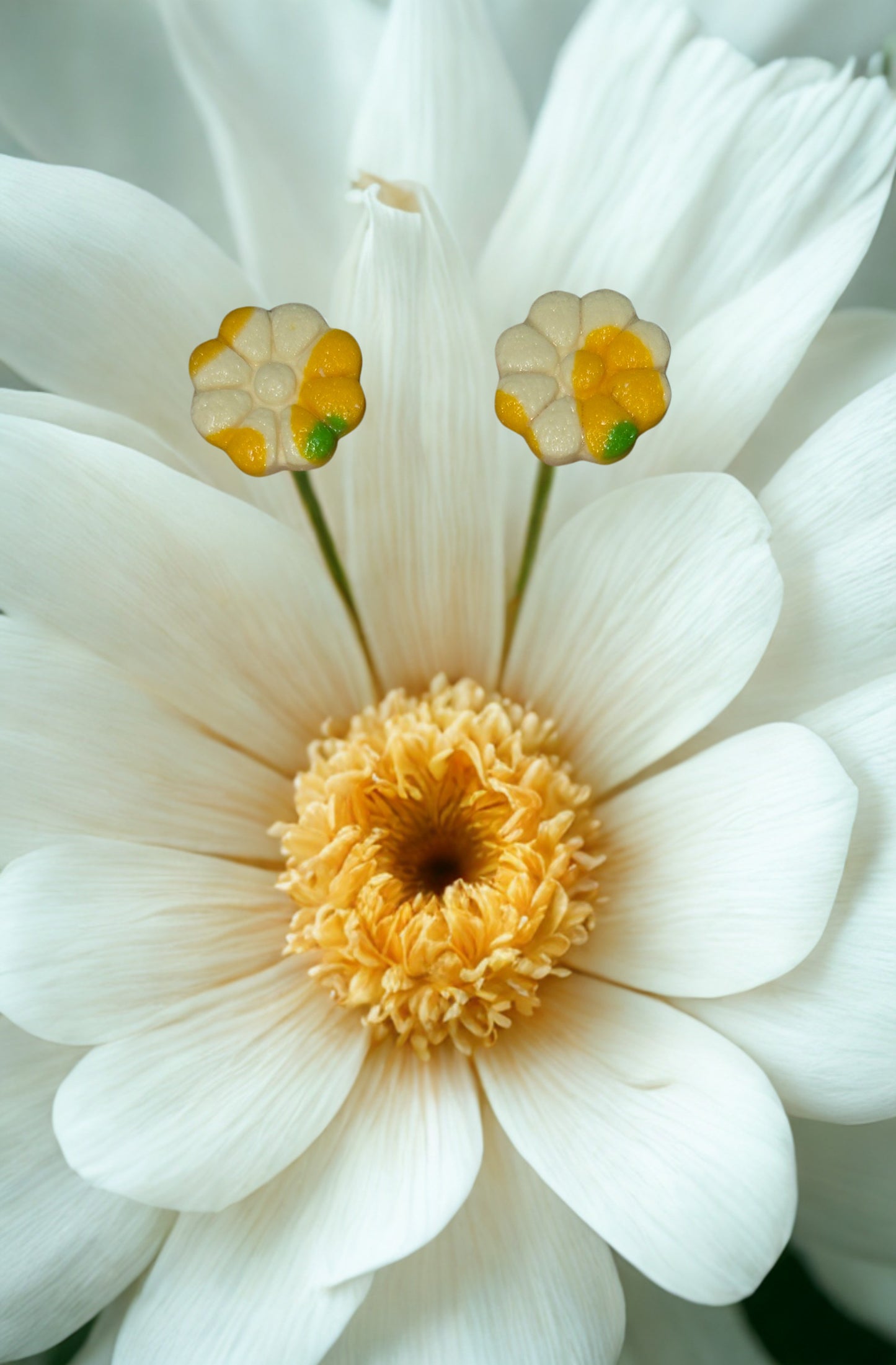 Puce Marguerite