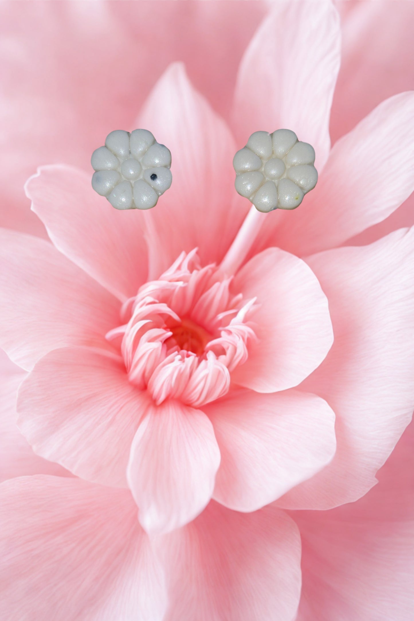 Puce Marguerite
